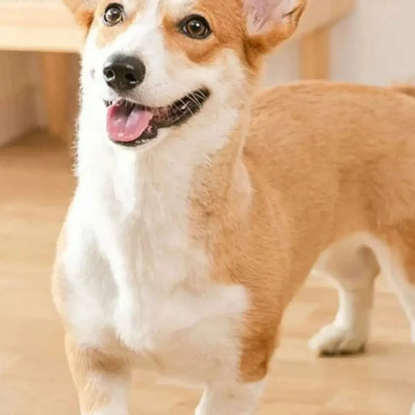 Dog Communication Buttons Voice Recording Button for Pet Training Buzzer 30 Second Record Playback Funny Gift for Talking Pet